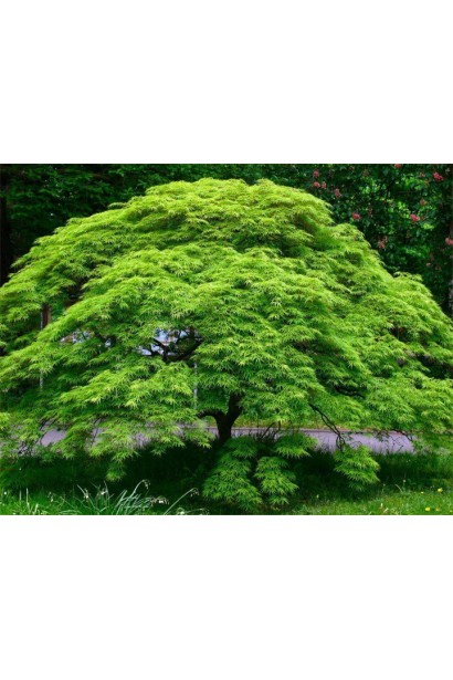 Клен віяловий ’Емеральд Лейс’ у садовій композиції